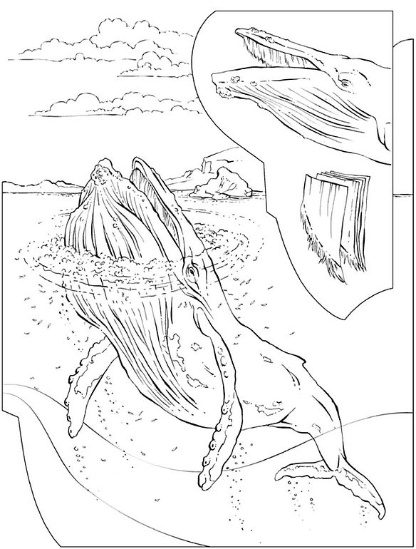 coloriage baleine a bosse